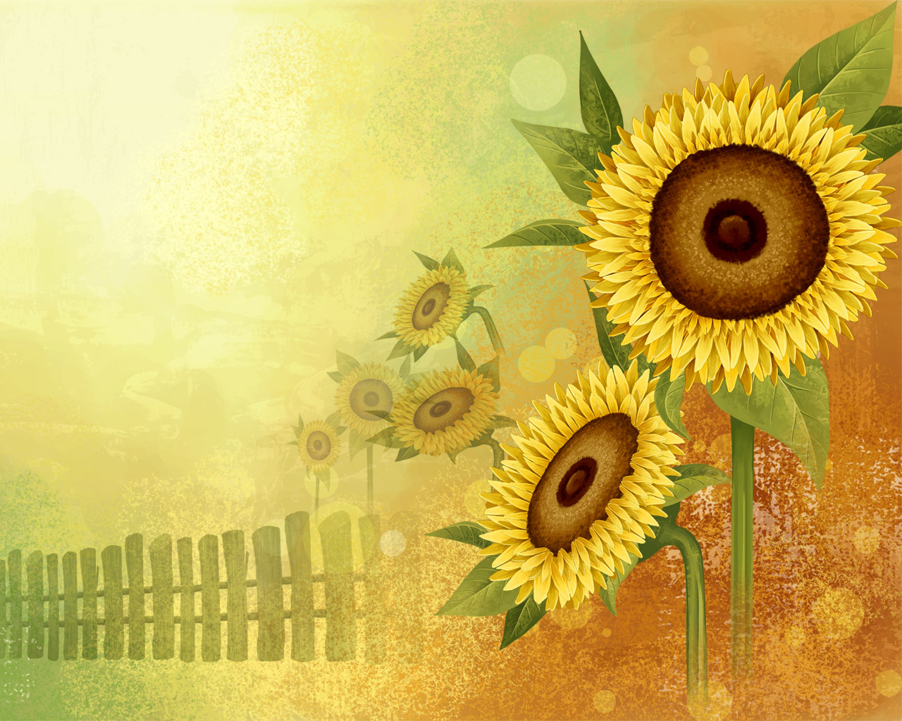 Цветы подсолнуха