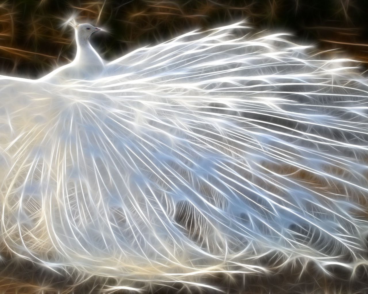 Белый павлин