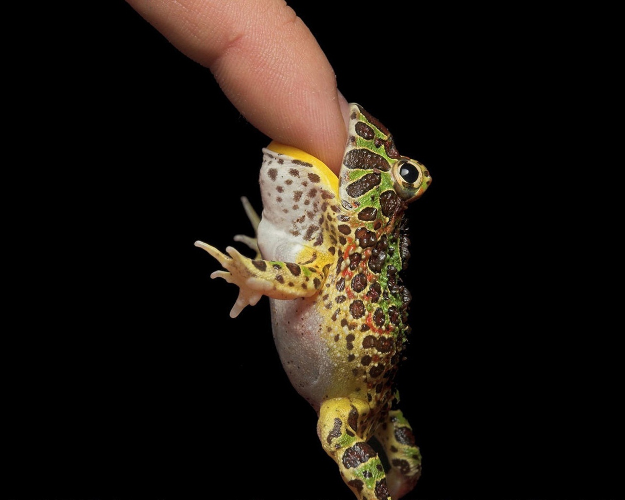 Кусачая жаба