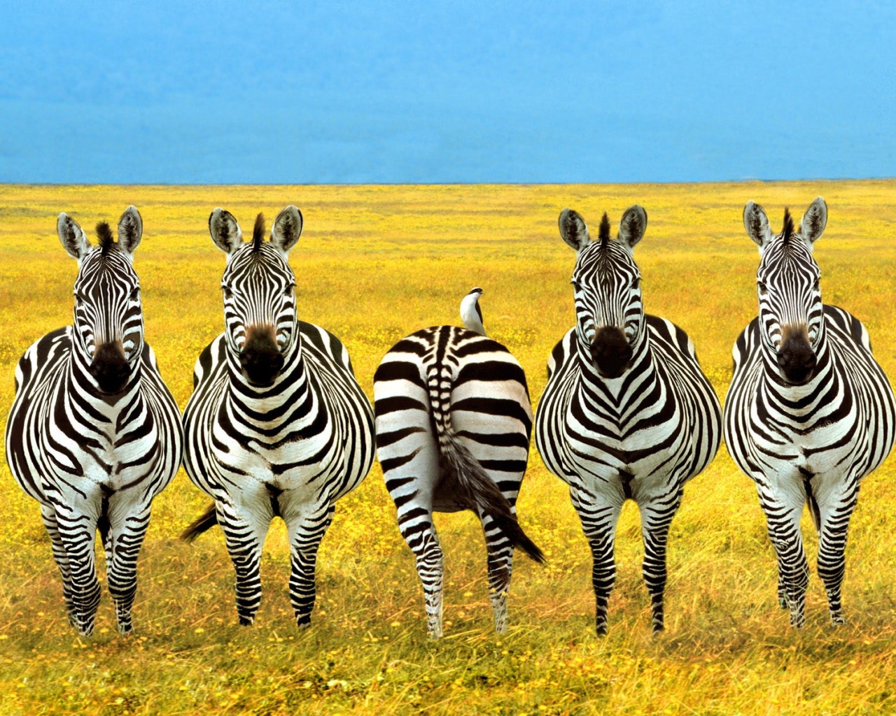 Полосатый баланс