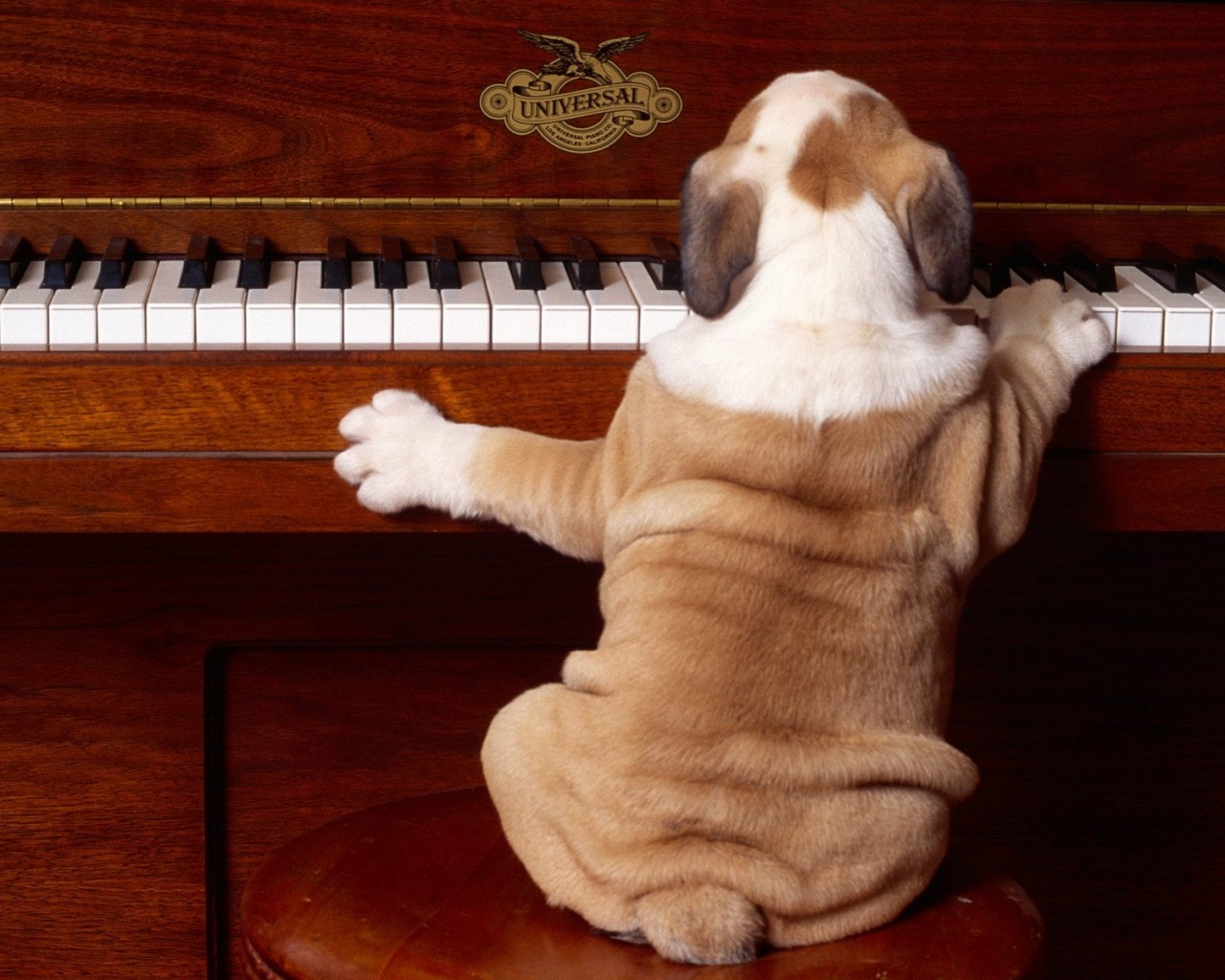 Шарпей музыкант