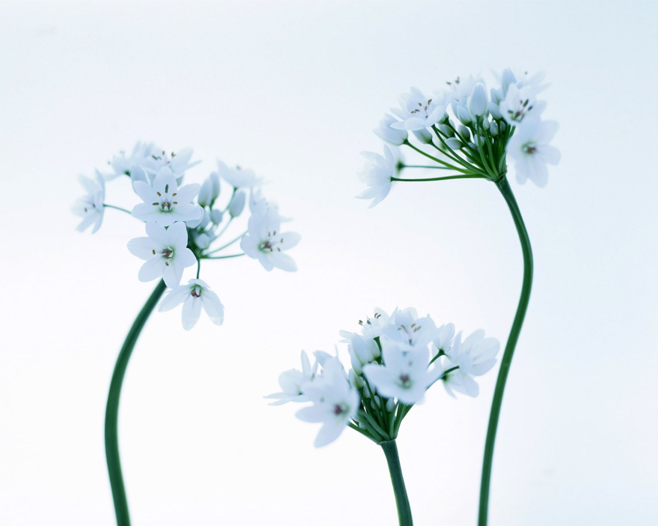 Красивые цветочки на 8 марта