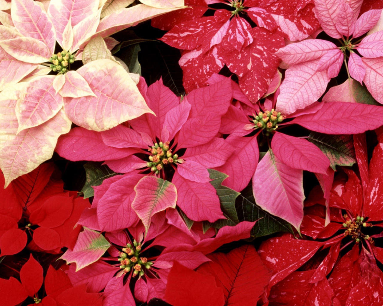 Красивые цветы приятным женщинам