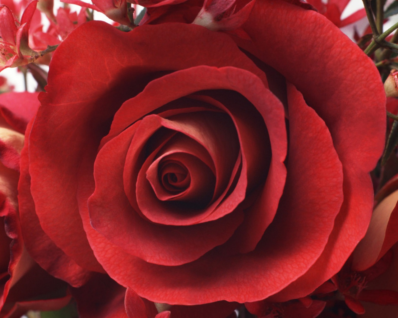 Узбекские розы. Сорт роз алый Карсон. Ярко красные цветы.