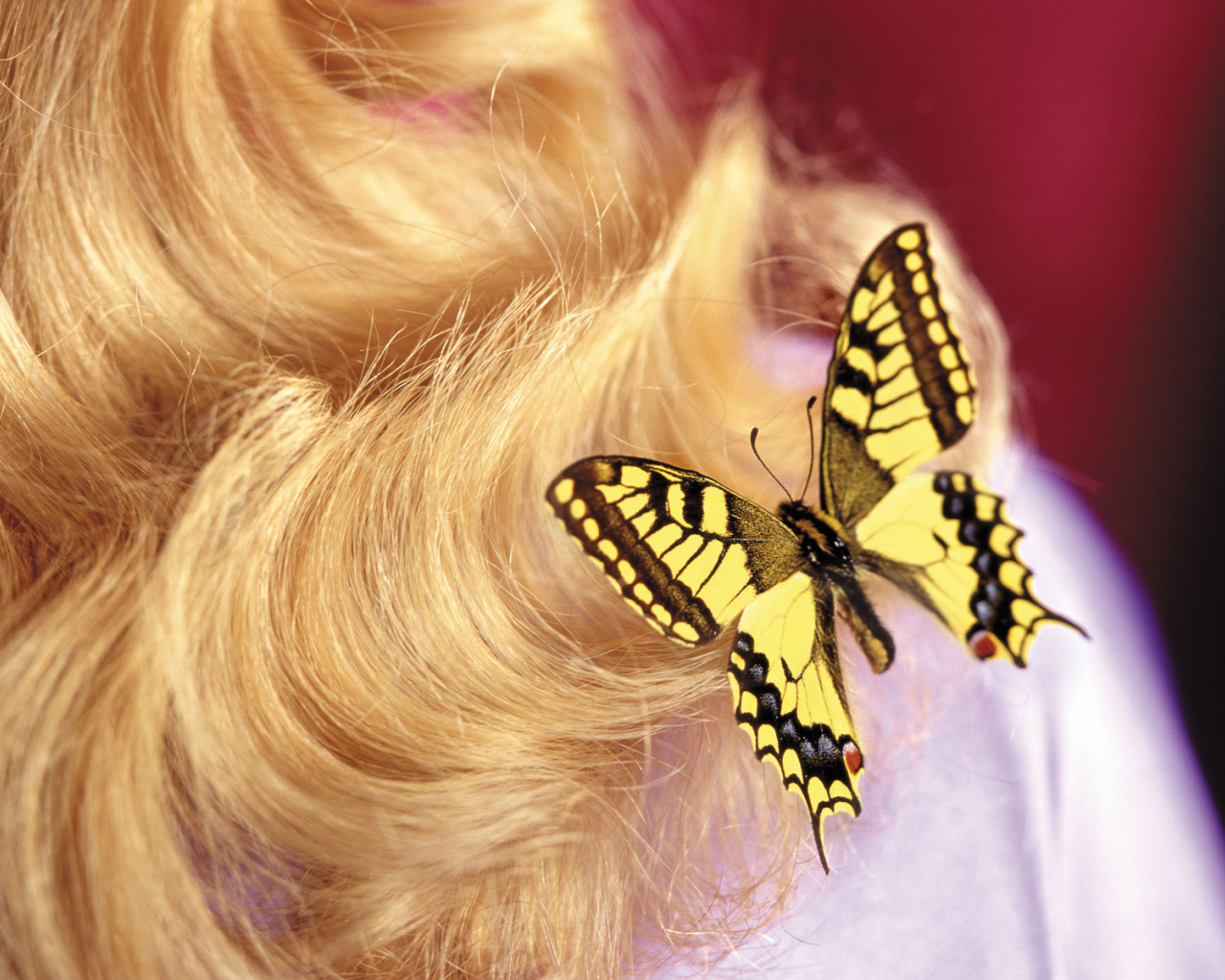 Бабочка на 8 марта