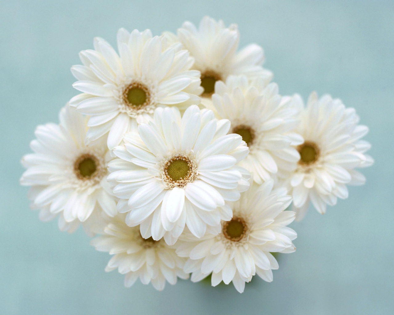 Ромашки для любимой девчонки