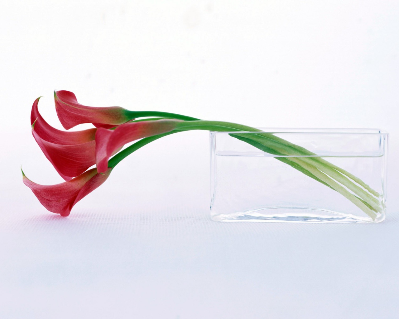 Нежный цветок на праздник 8 марта