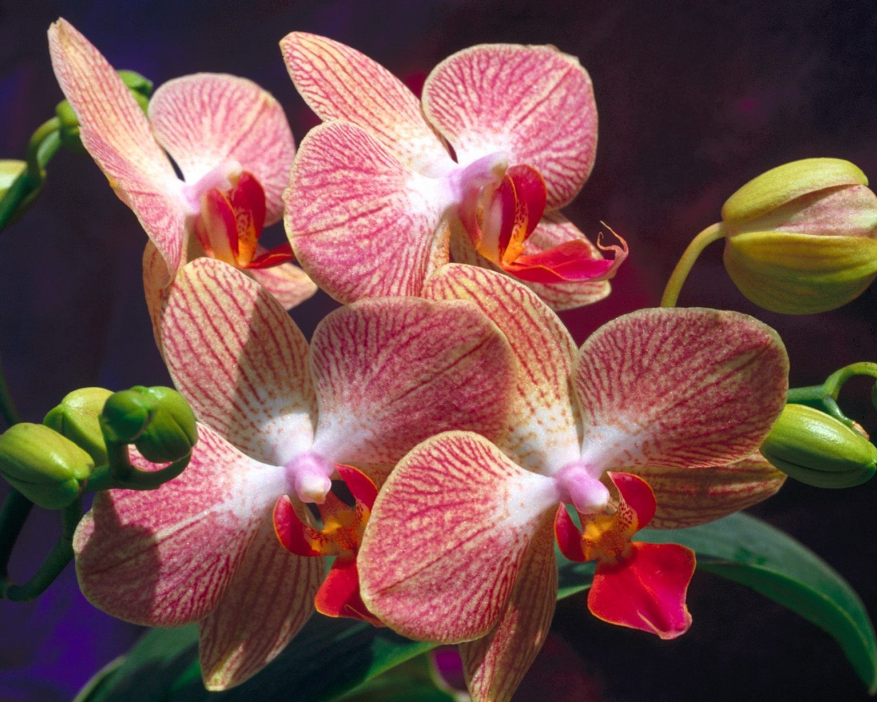 Экзотические цветы на 8 марта