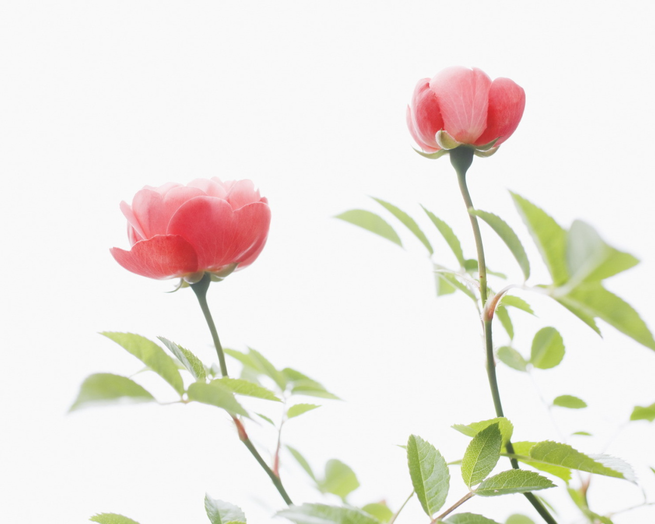 Цветы для любимых женщин