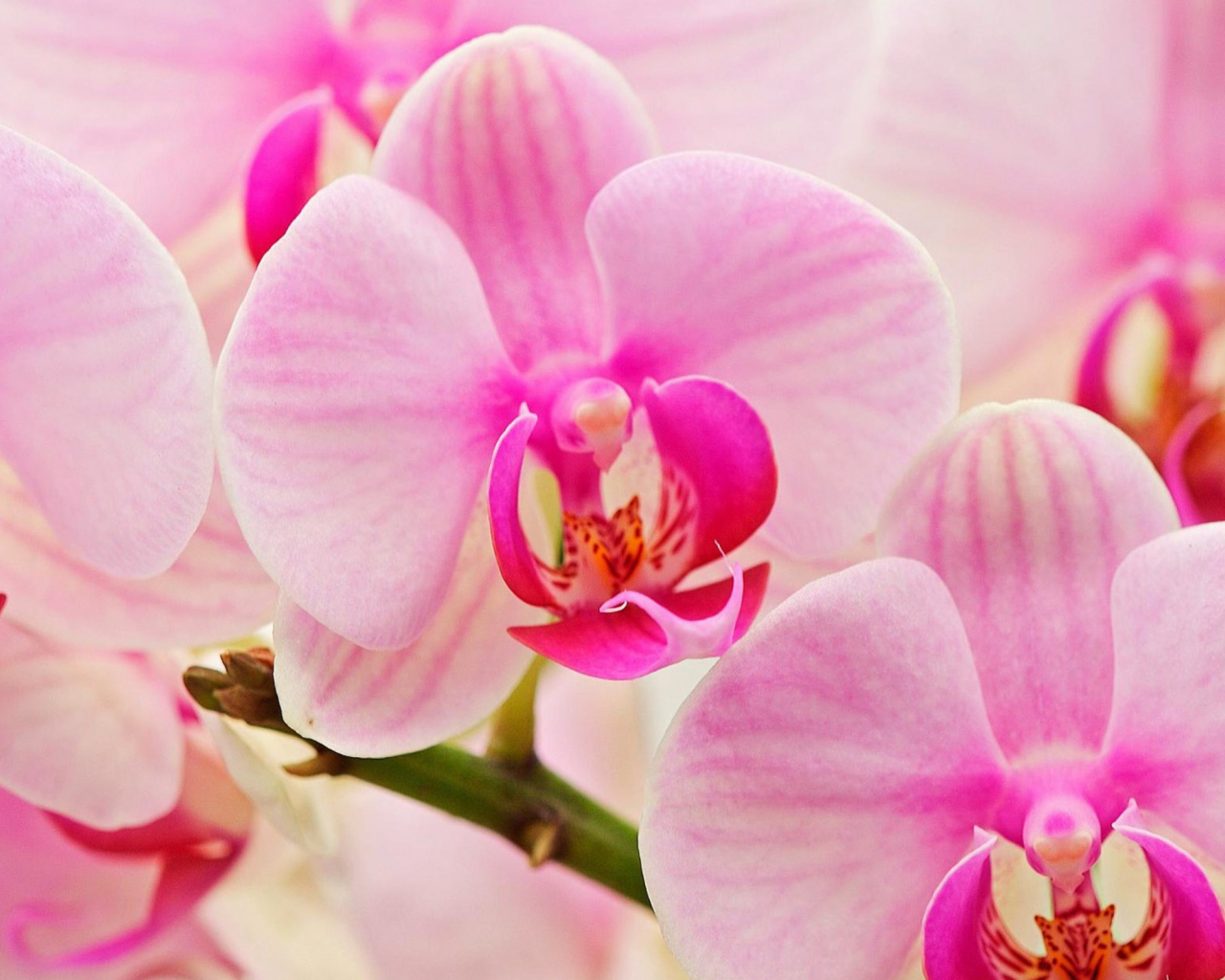 Цветы любимым женщинам