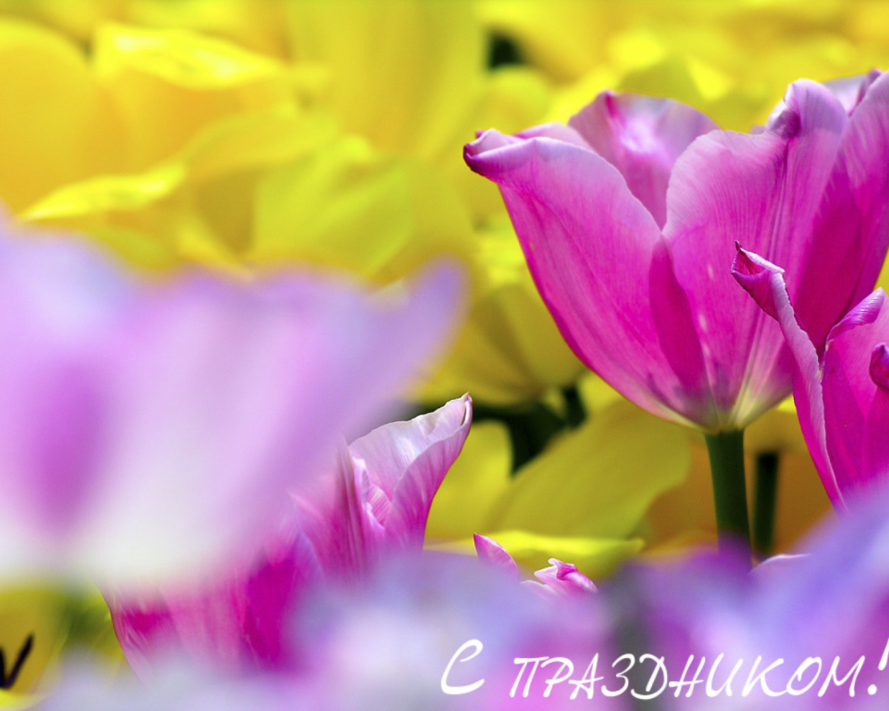 С Женским днем!