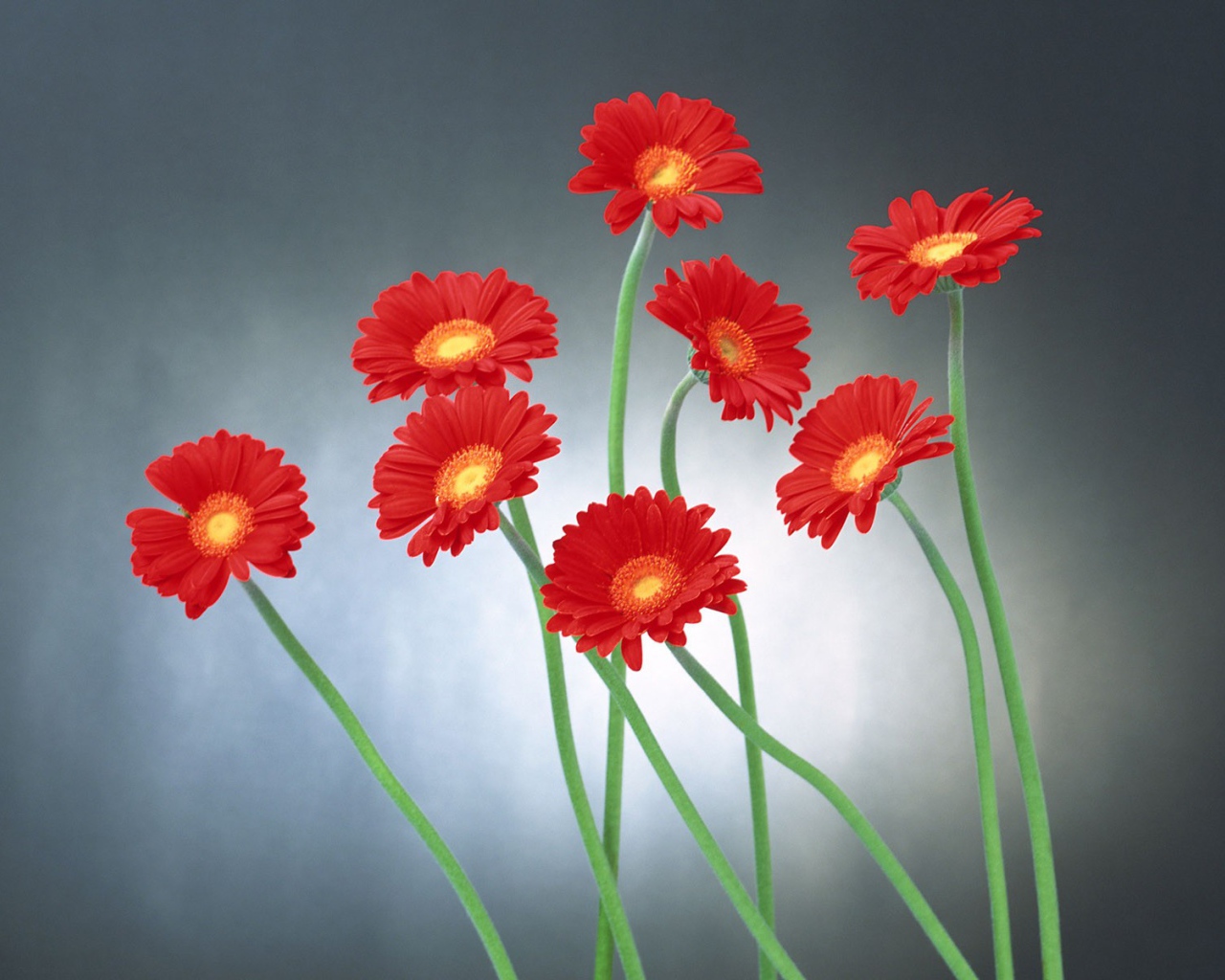 Прикольные цветы на 8 марта