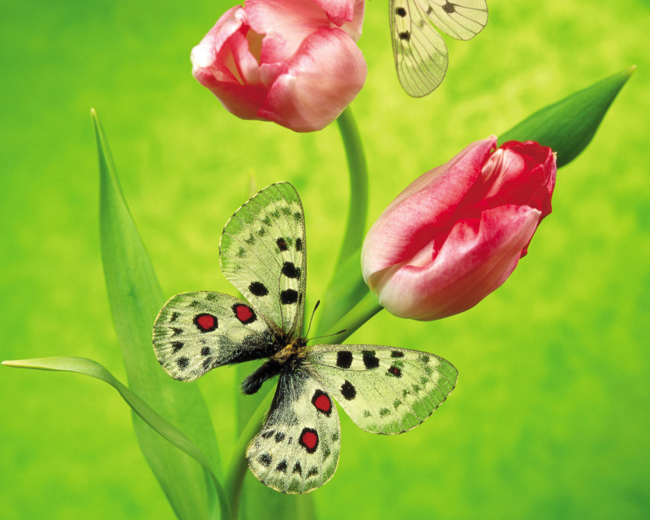 Международный женский праздник