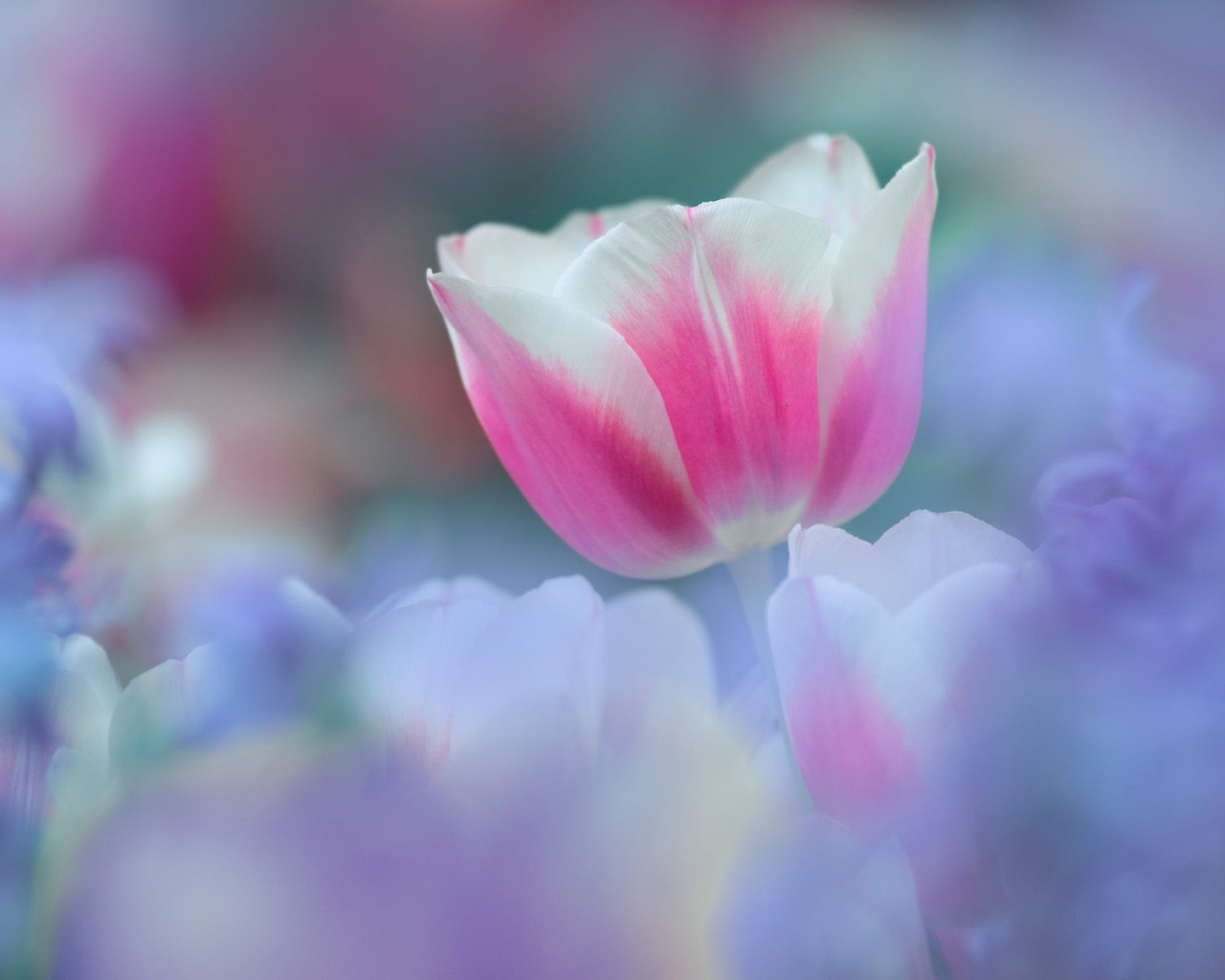 8 марта Цветок