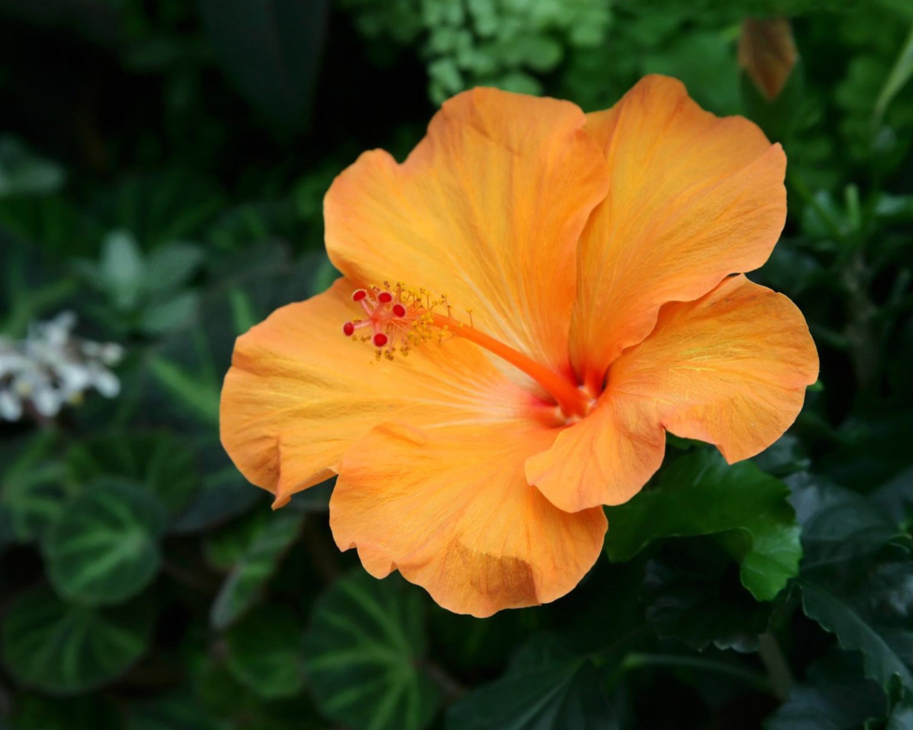 Подарок на 8 марта