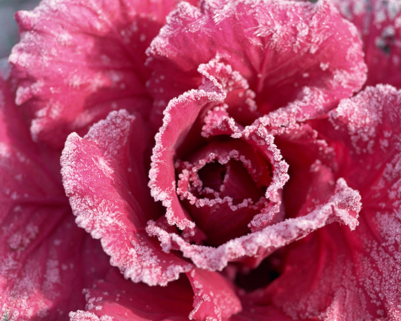 Роза с мороза