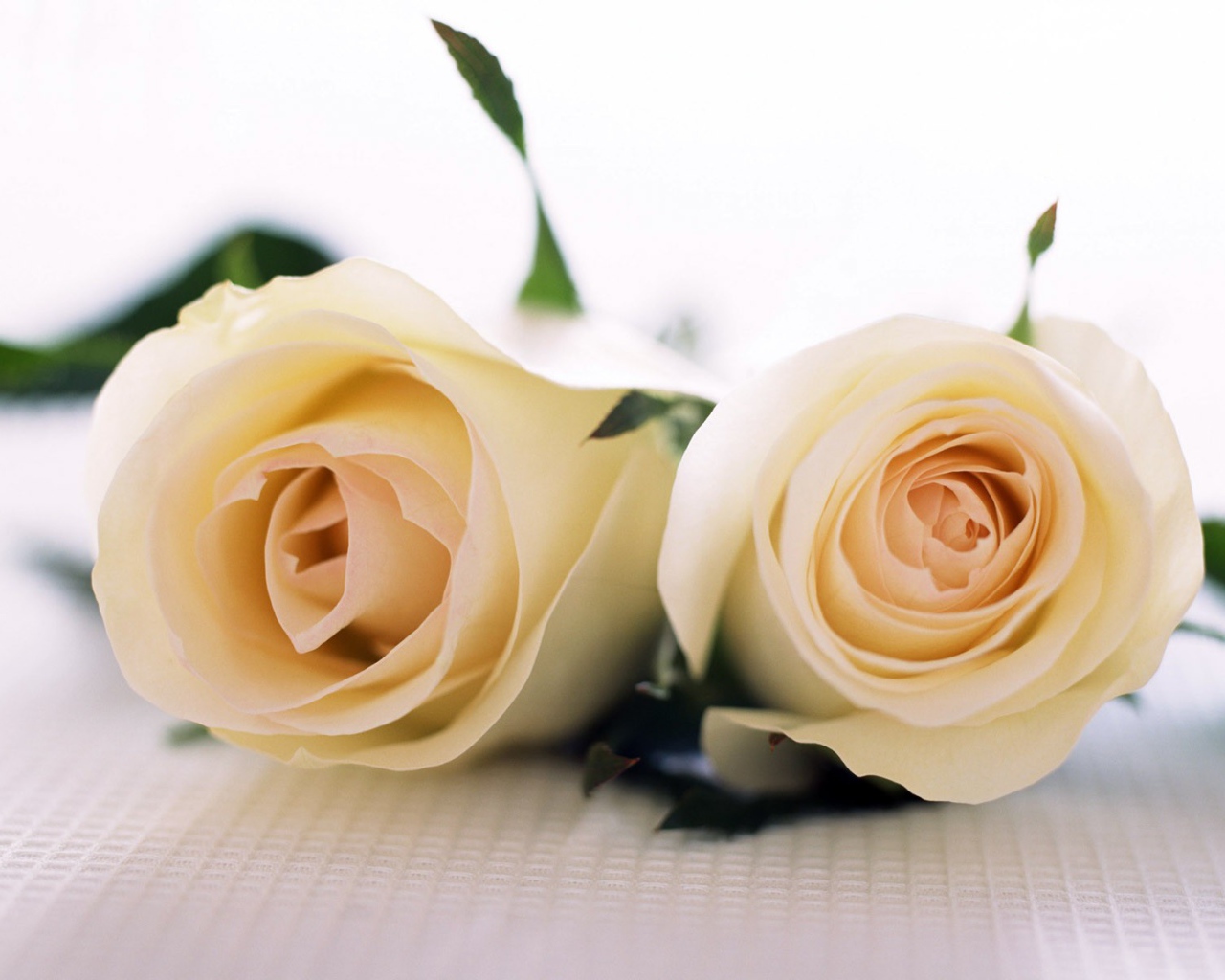 Белые розы для любимой дамы