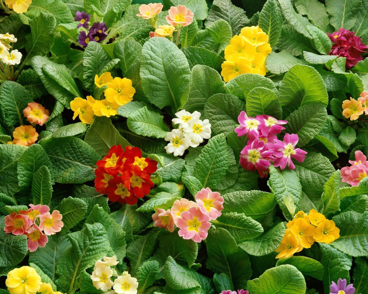 Девушкам к празднику 8 марта