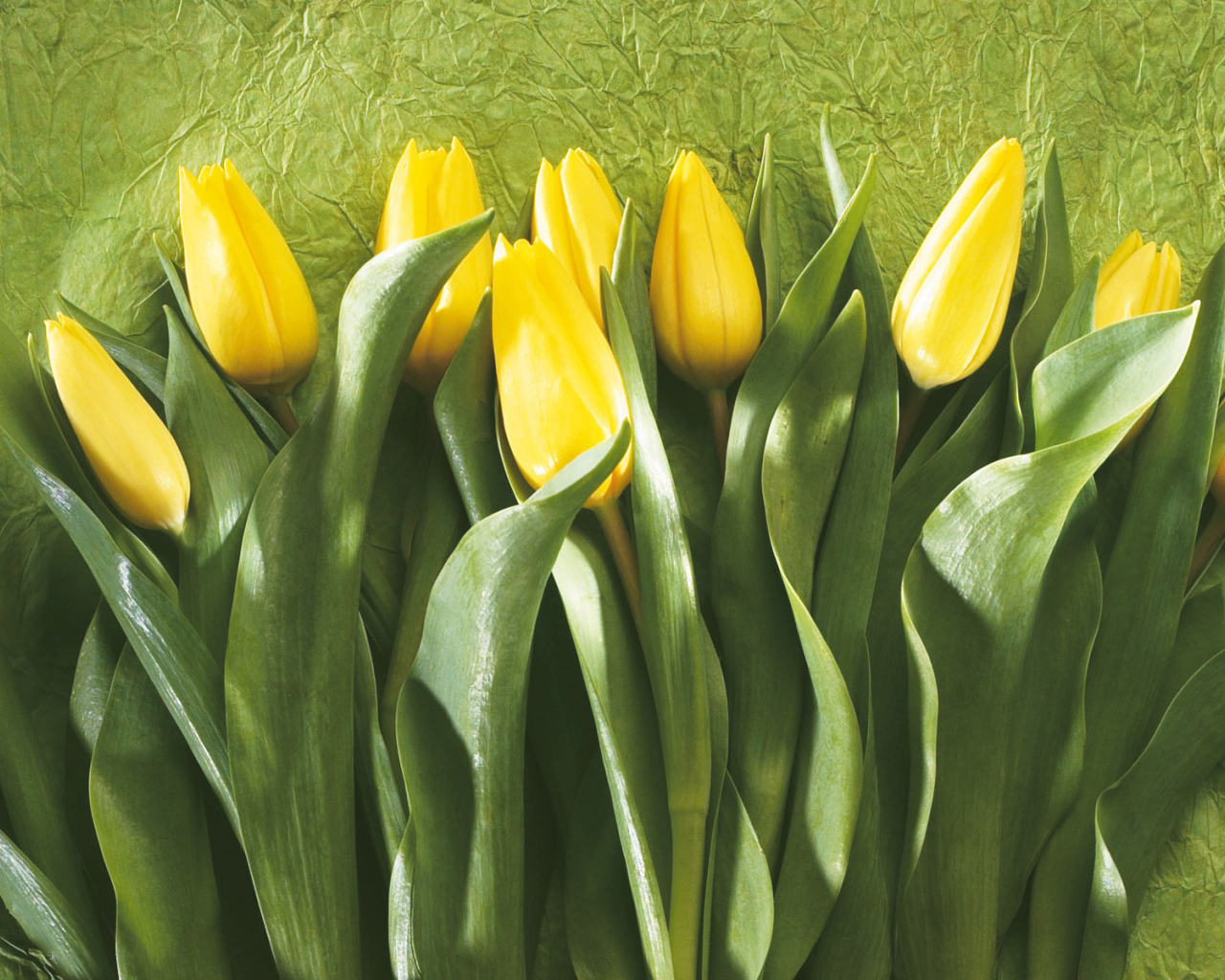 Желтые тюльпаны
