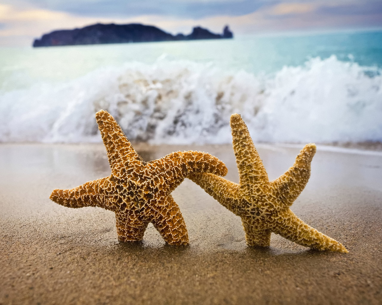 Морские звезды