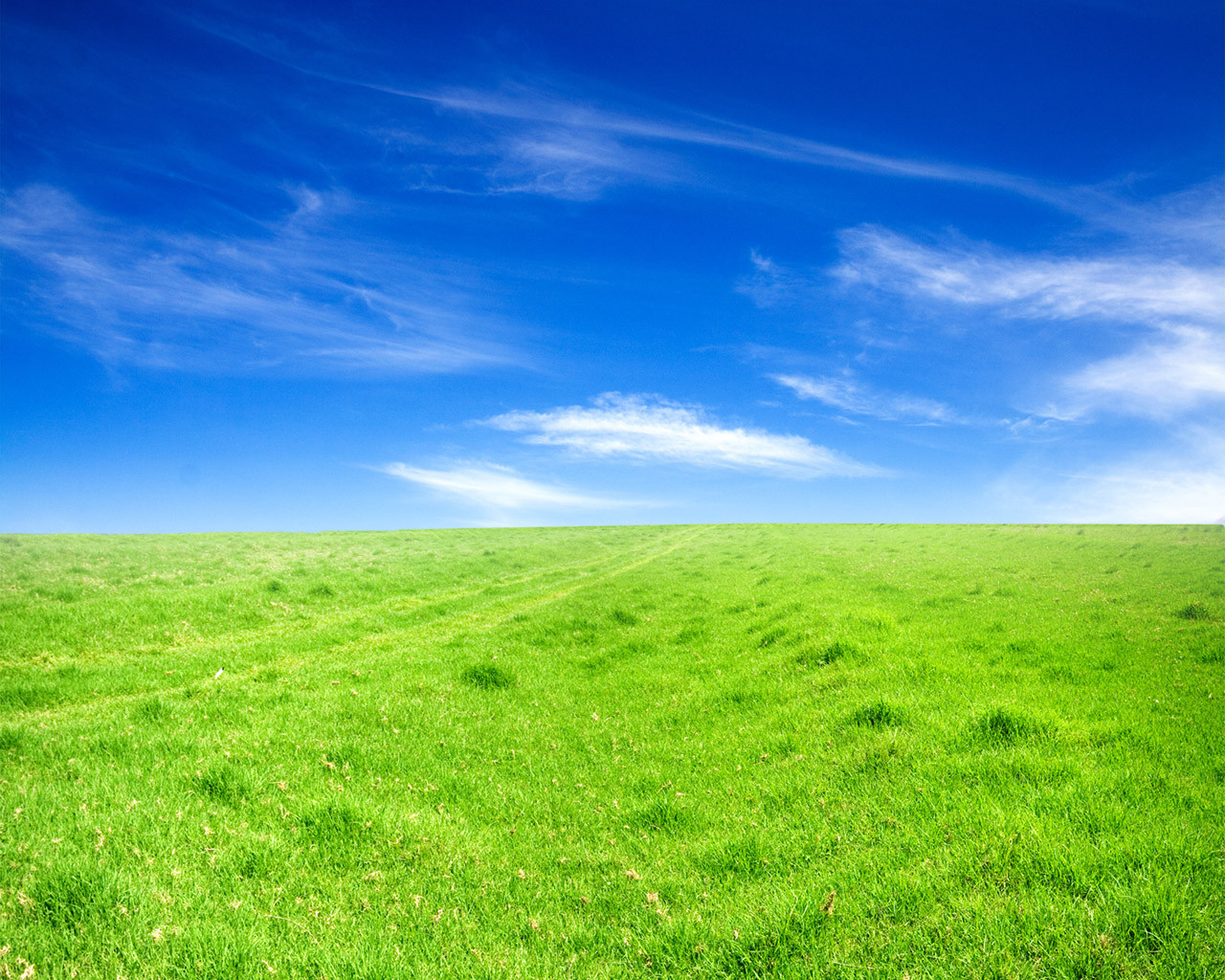Зеленое поле под голубым небом