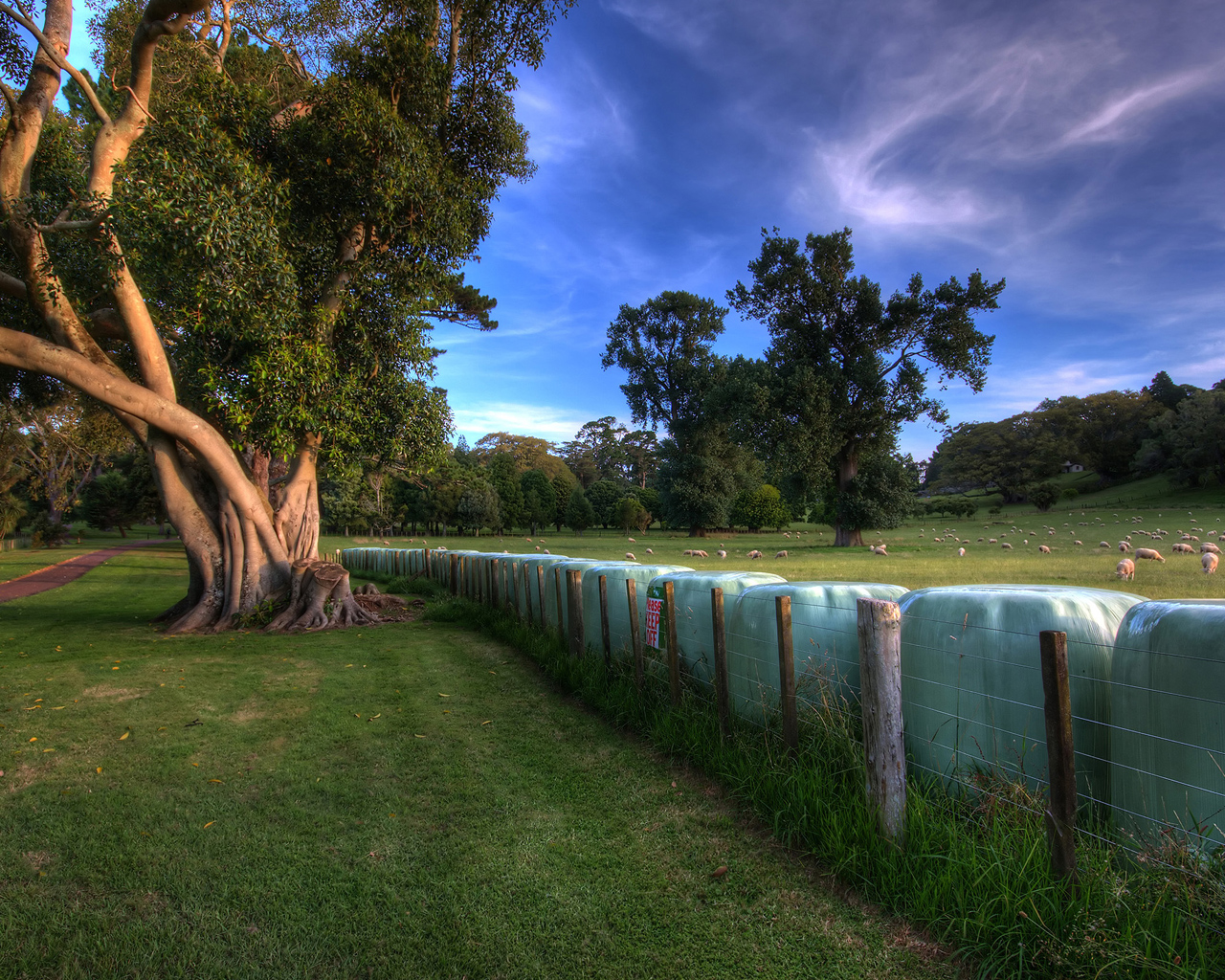 Зеленый парк