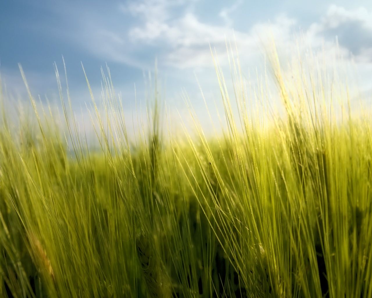 Весенние травинки