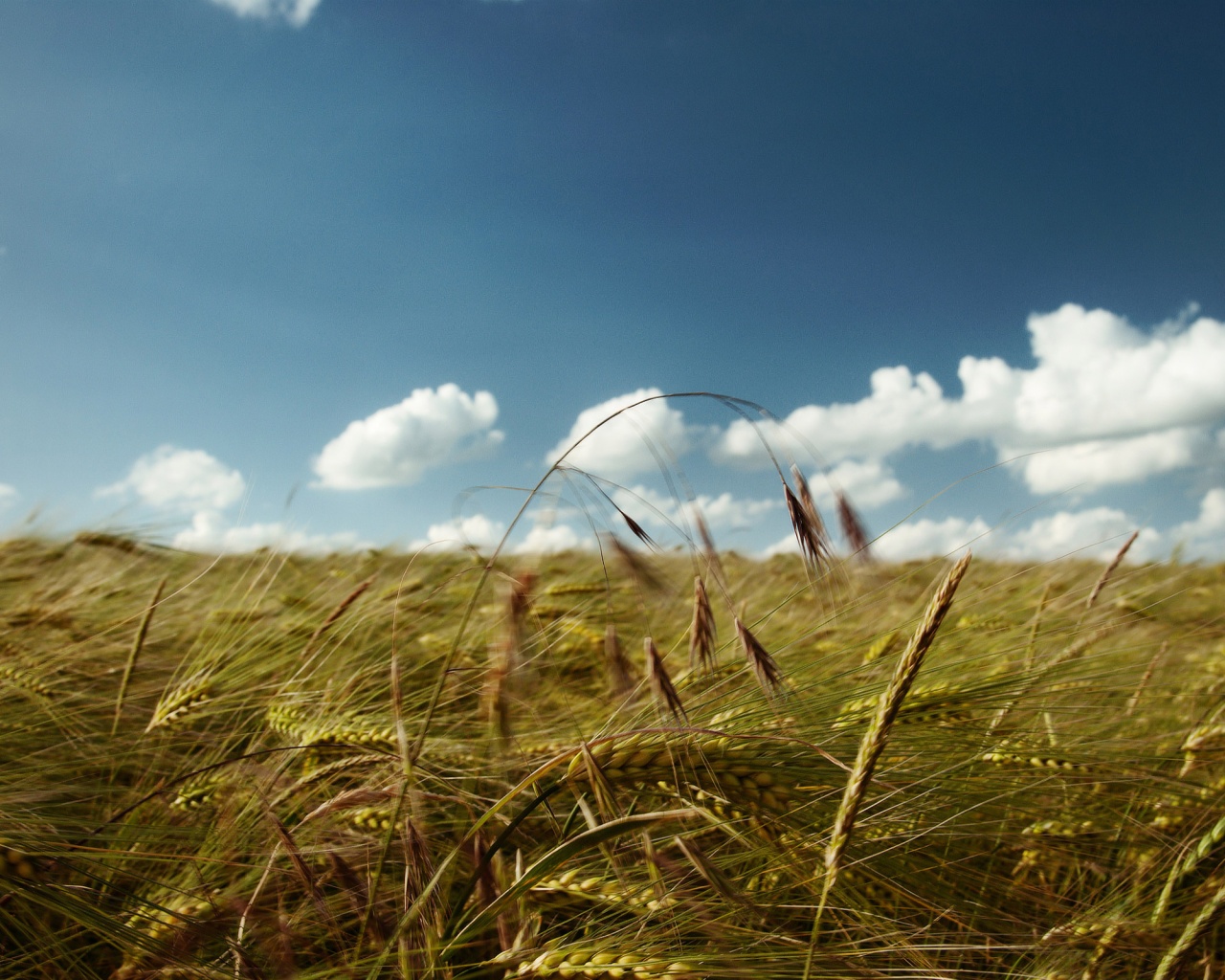 Солнечный день на поле