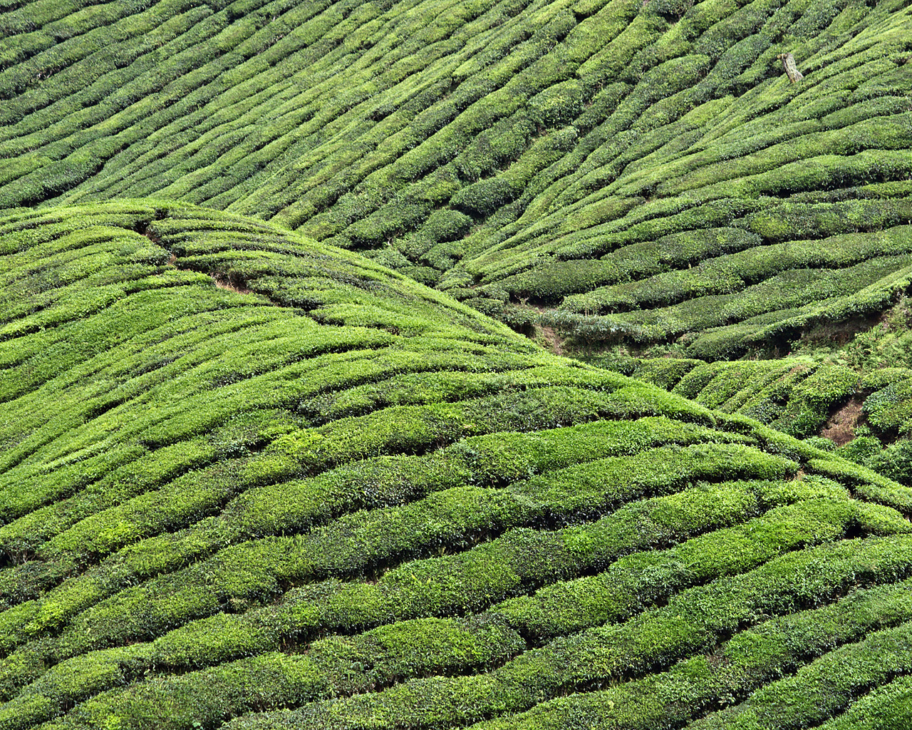 Чайные плантации