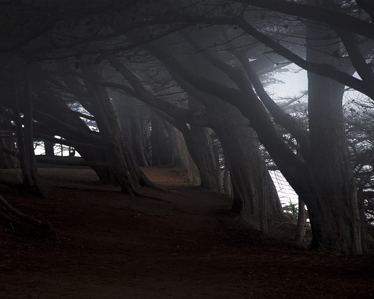 На краю темного леса