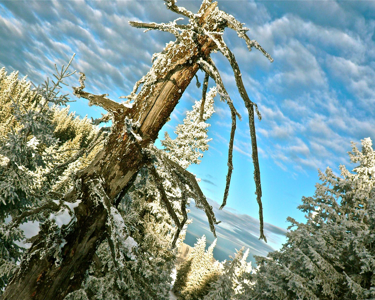 Австрийский лес