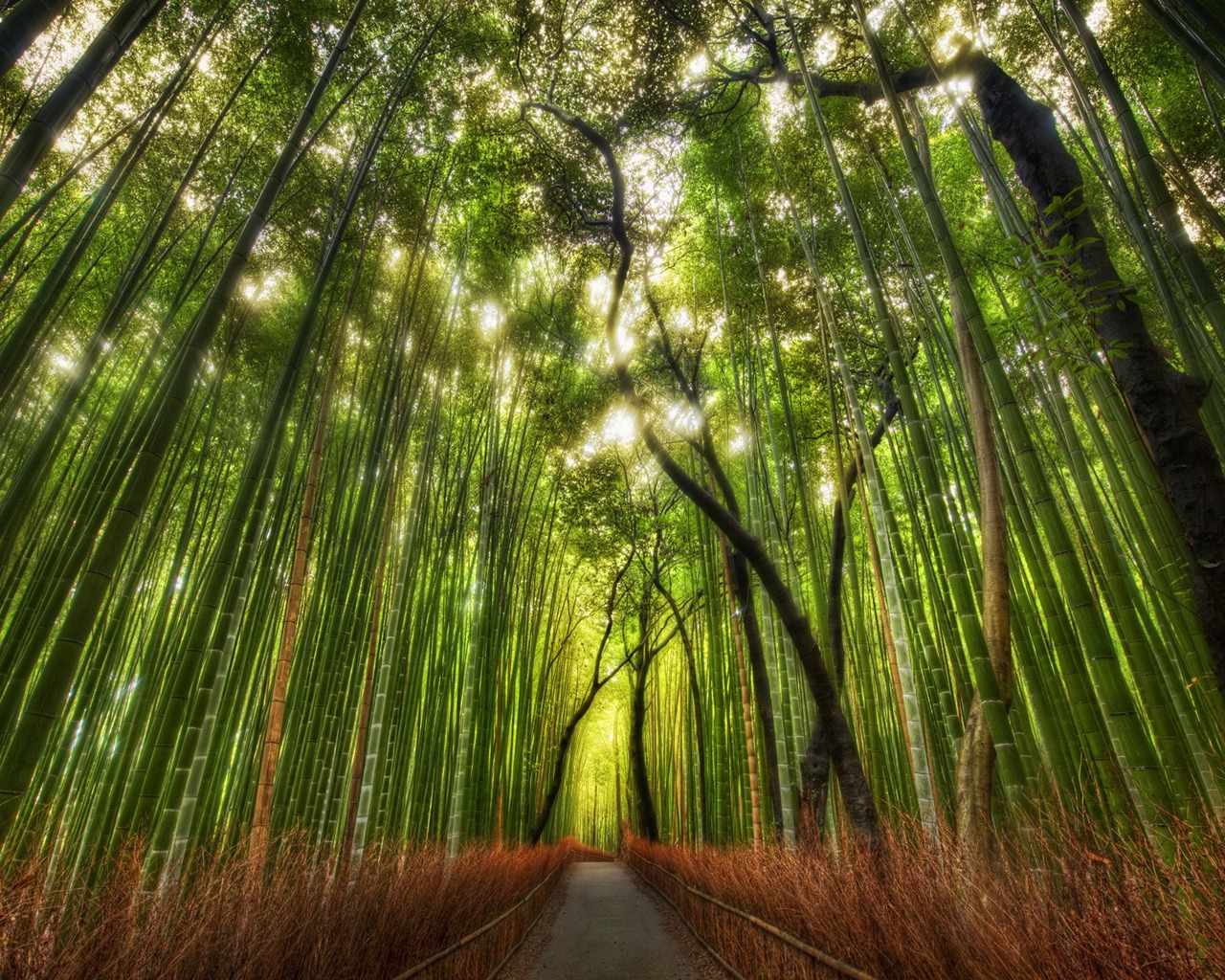 Лес Бамбук