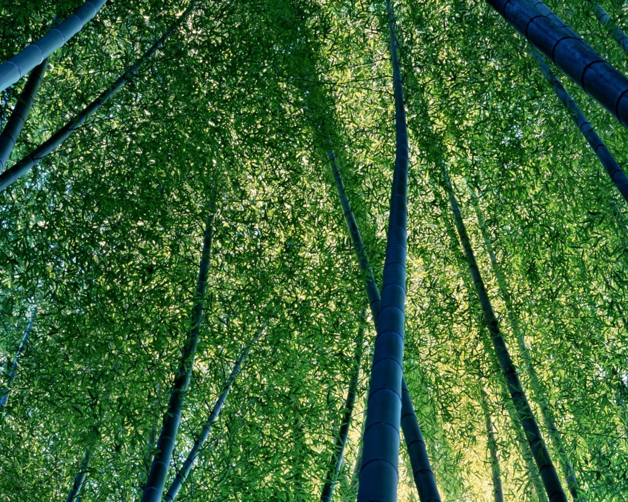 Бамбуковая роща