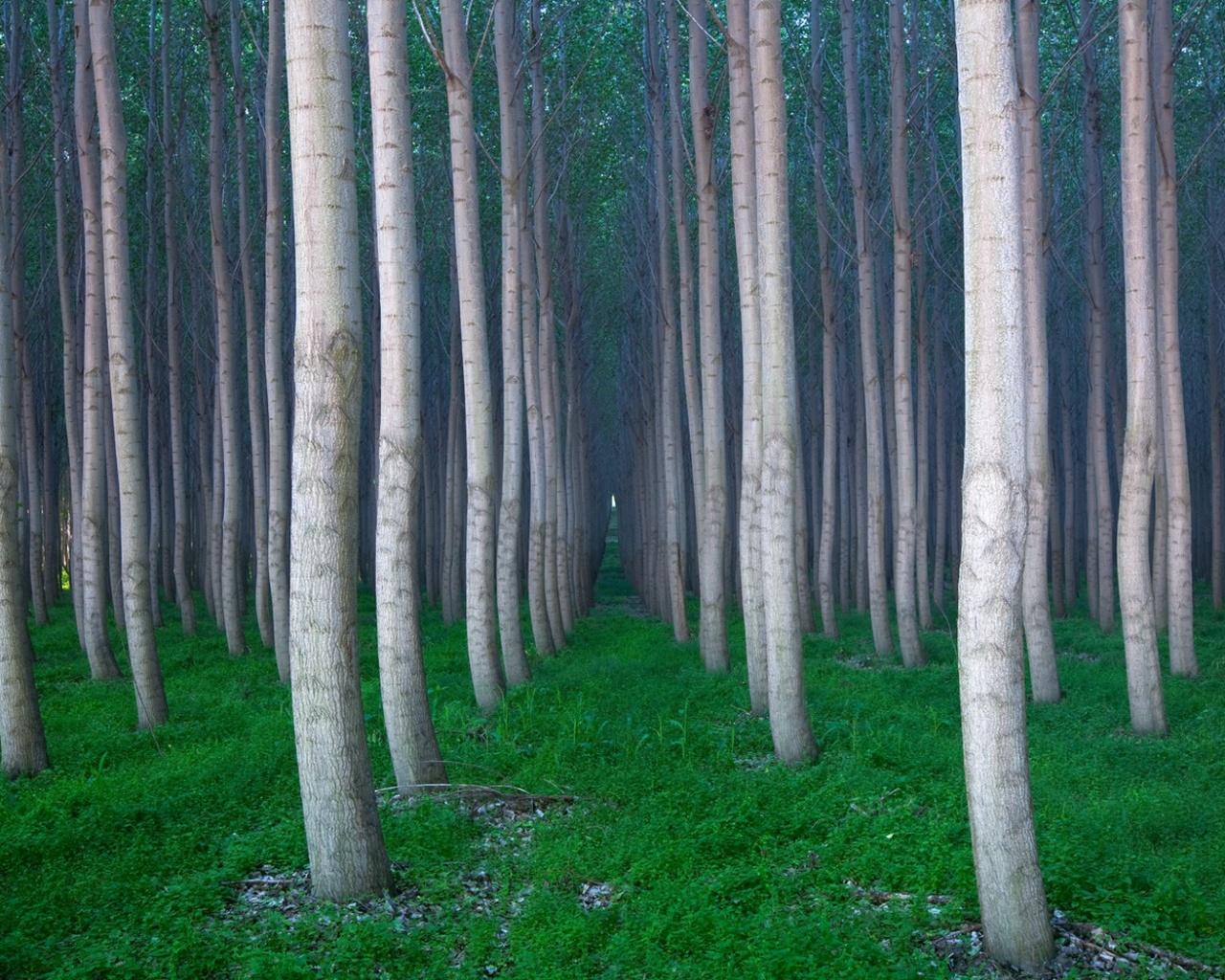 Красивая роща