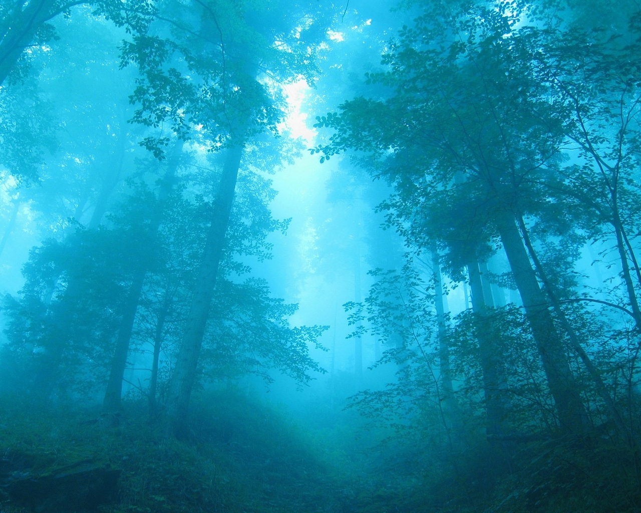 Голубой лес