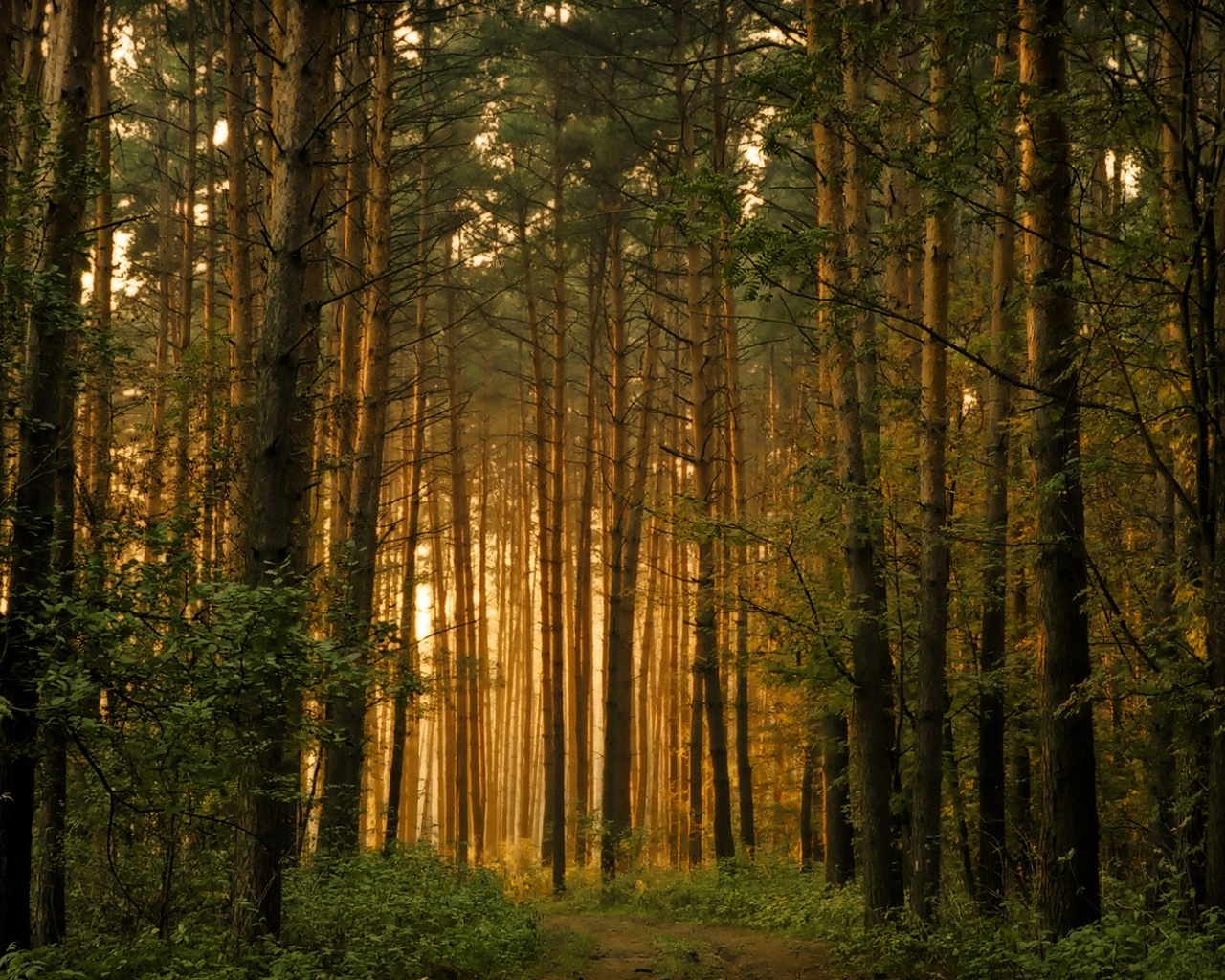 Восточноевропейский лес