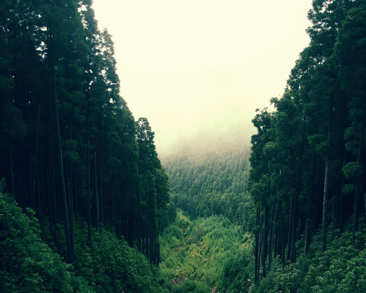 Лесные холмы