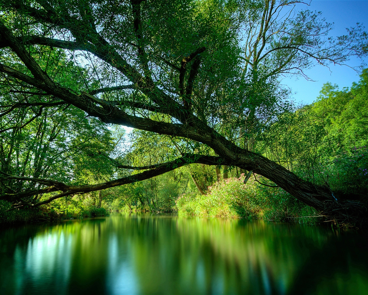 Зеленая лесная река