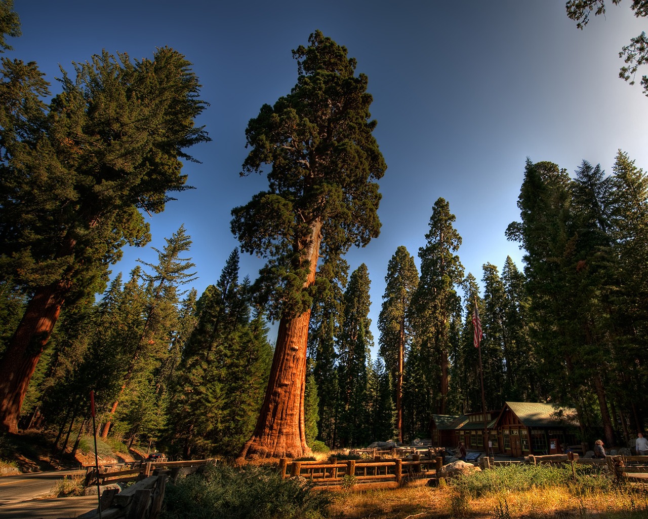 Красный лес