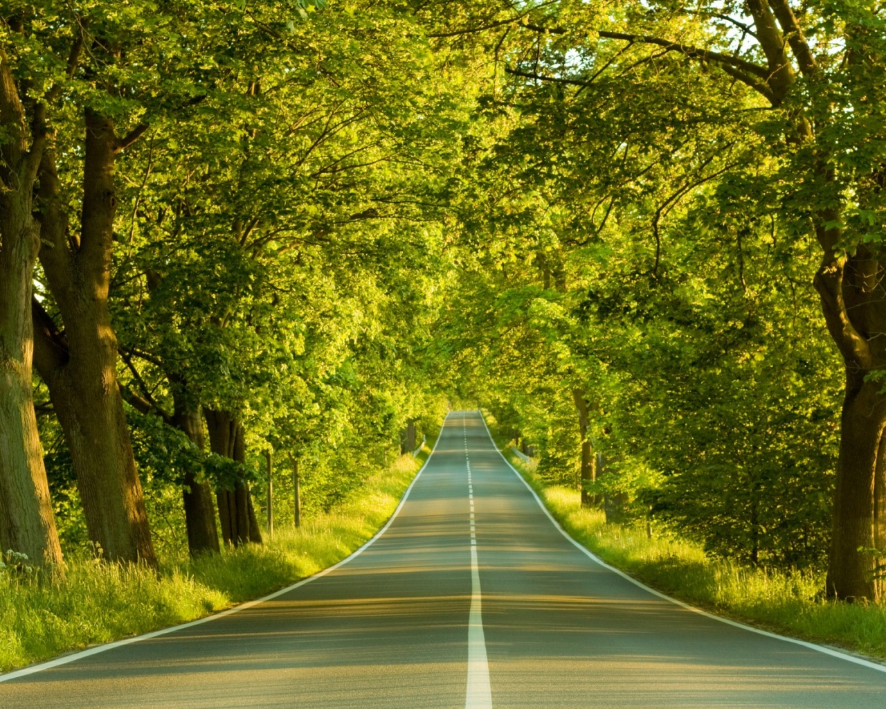 Дорога в солнечном лесу