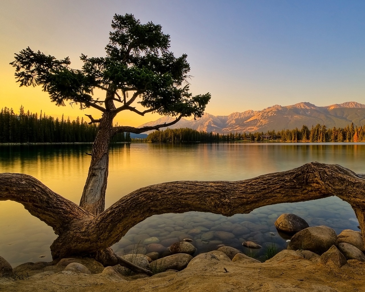 Cтранное дерево