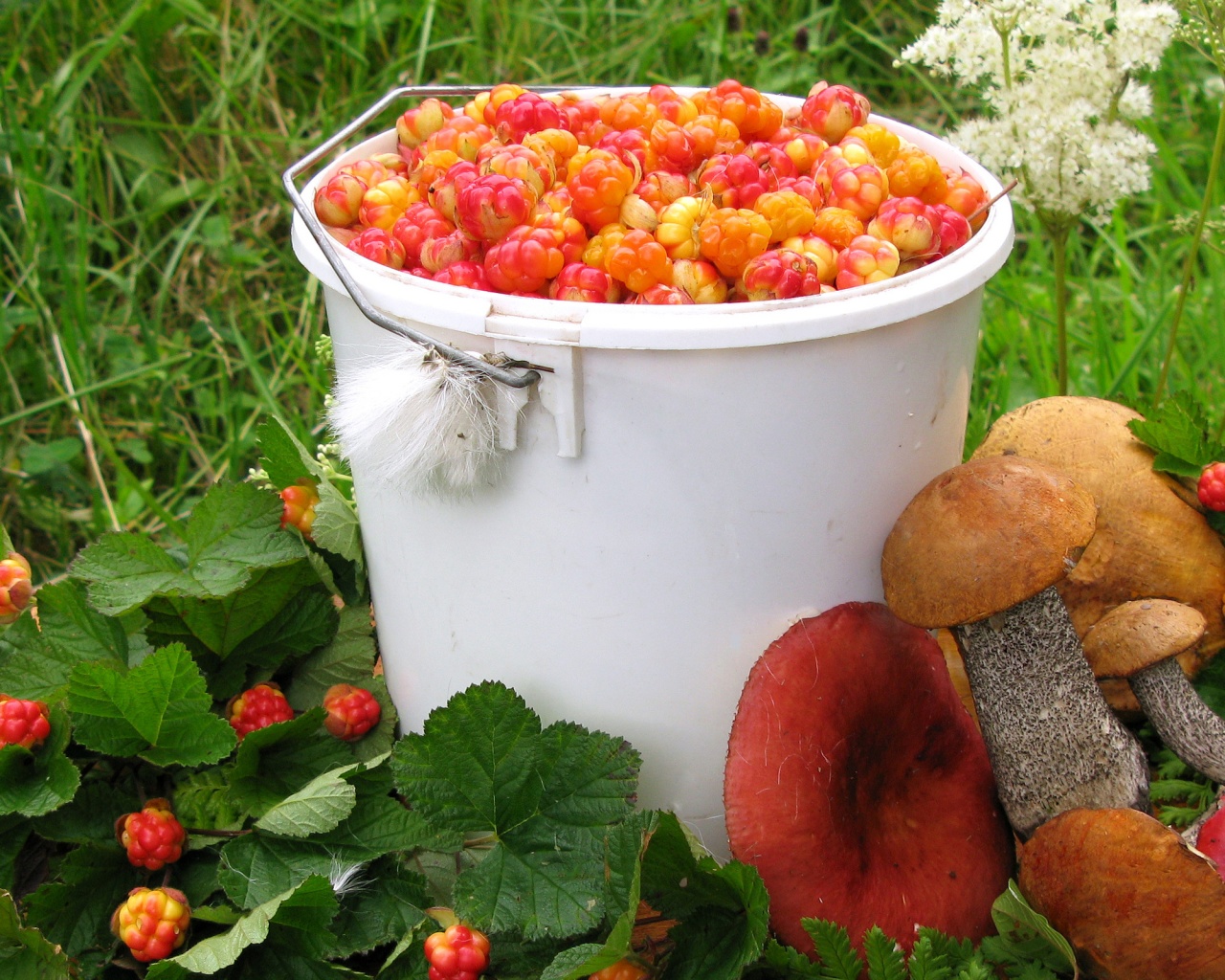 Ягоды и грибы