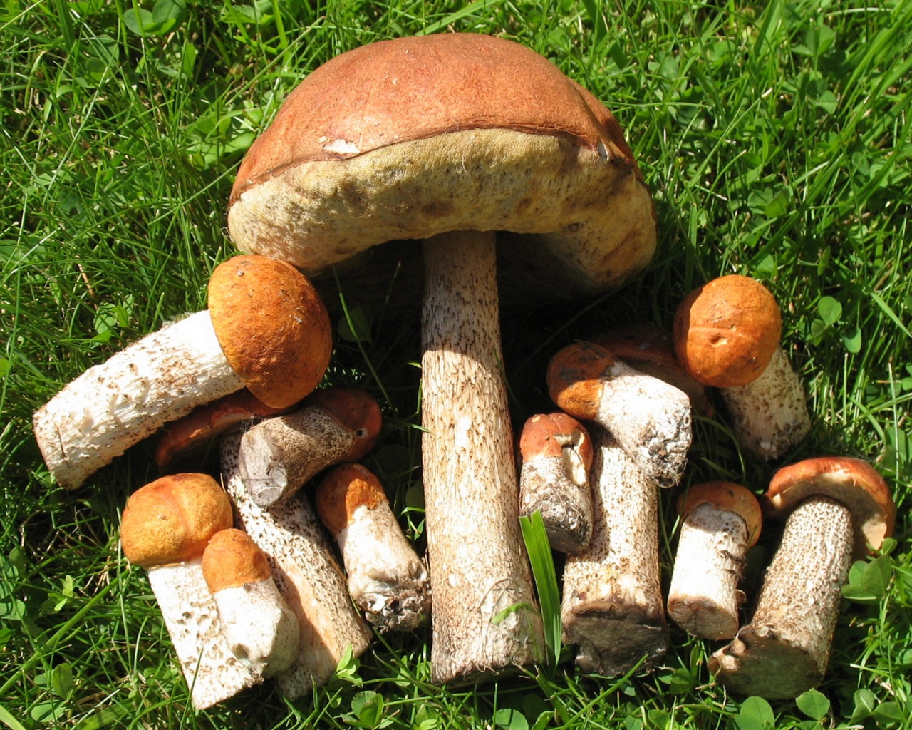 Съедобные грибы