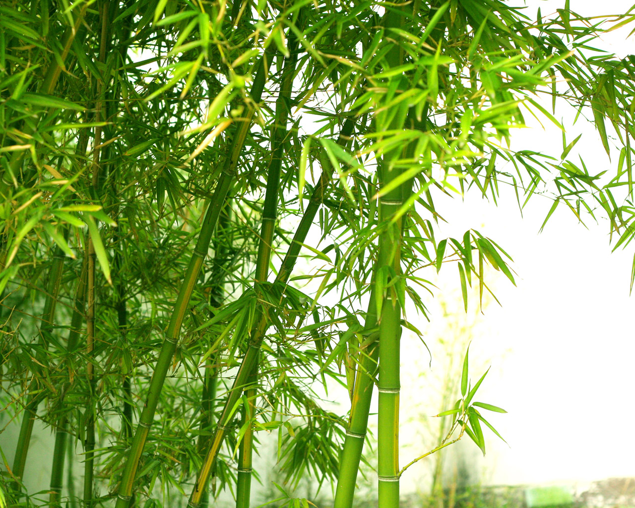 Тема бамбука