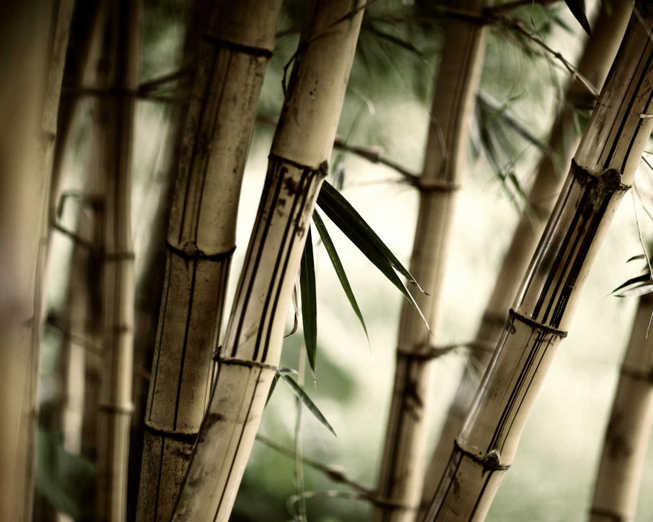 Заросли бамбука