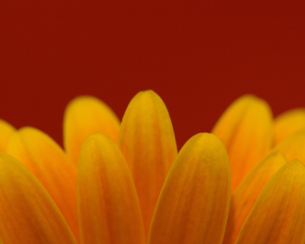 Цветочные лепестки