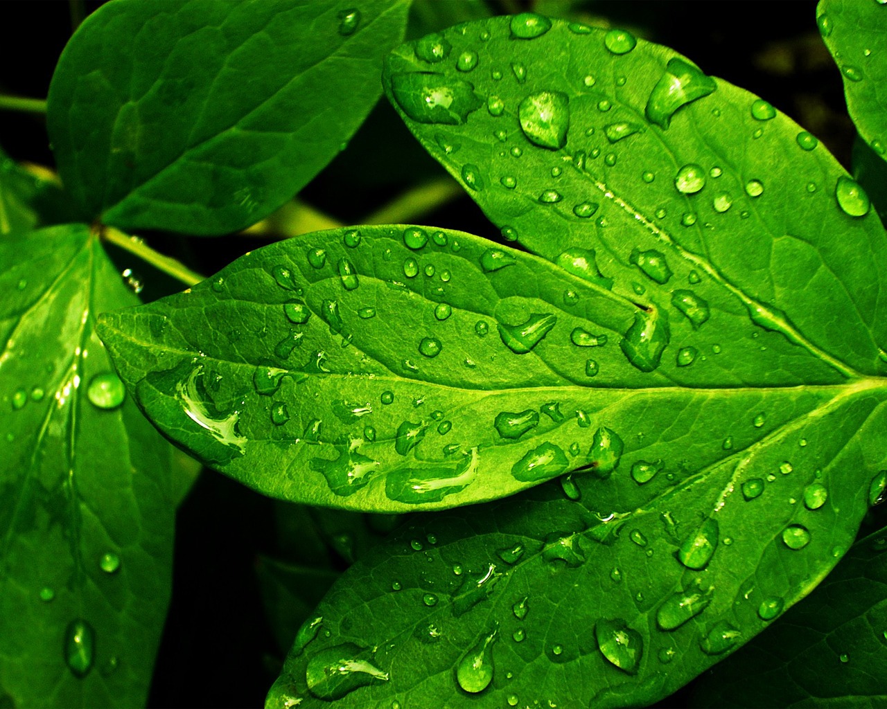 Свежие зеленые листья