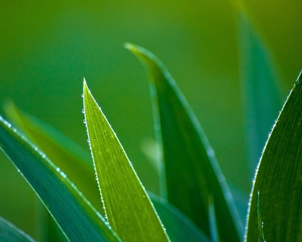 Зеленые травинки