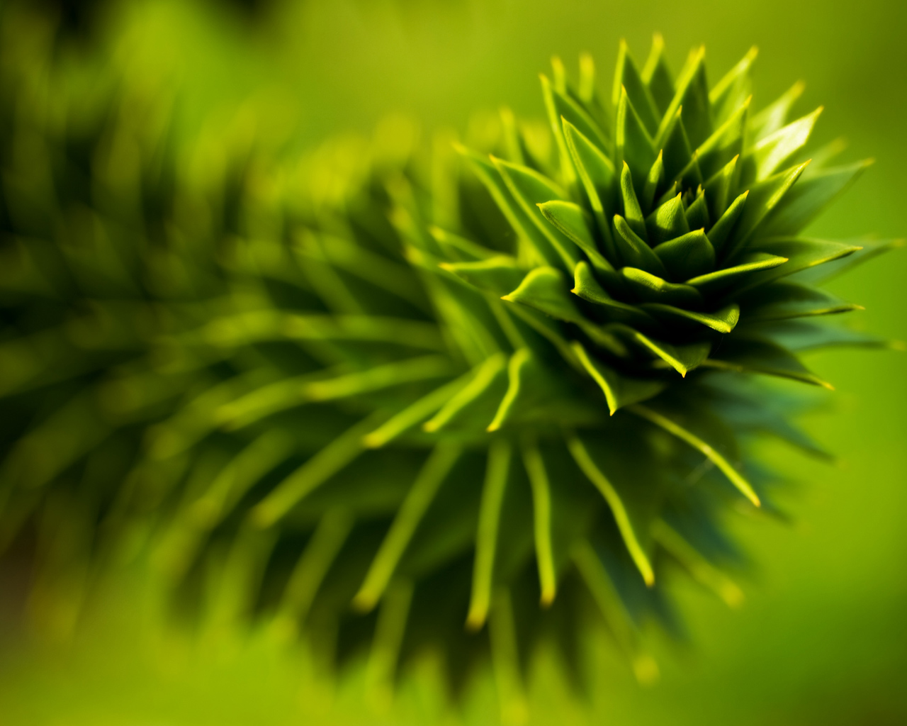 Зеленое растение