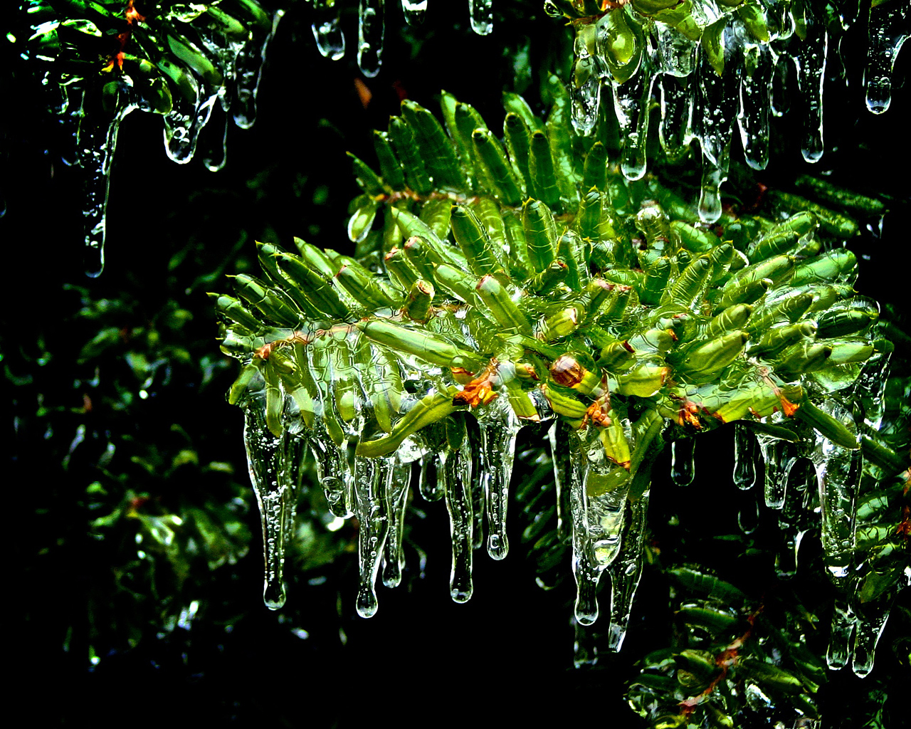 Листья покрытые льдом